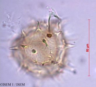 ISEM 1/Selaginella_kraussiana_82301/Selaginella_kraussiana_82301_0001(copy)_thumb.jpg
